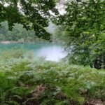 Selva de Irati