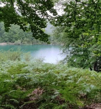 Selva de Irati