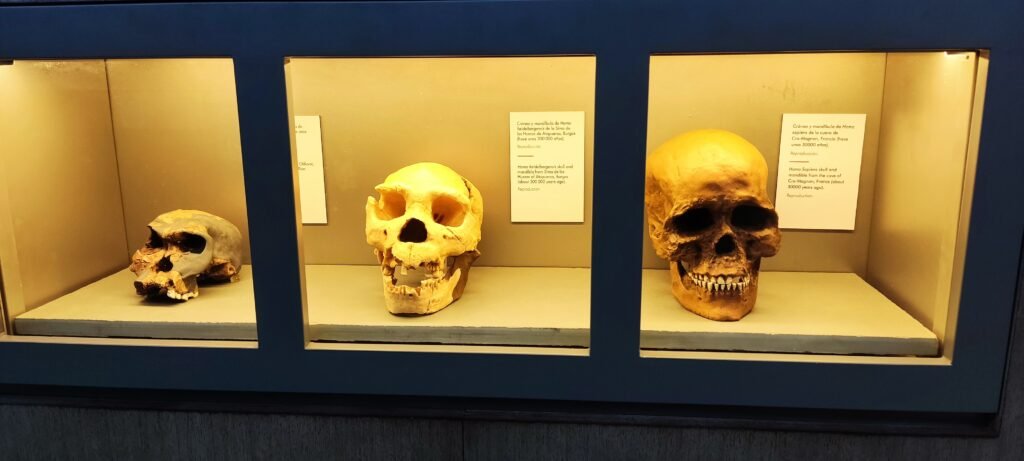 Restos Humanos encontrados en la Cueva de Altamira